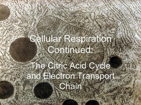 Cellular Respiration Continued: The Citric Acid Cycle and Electron Transport Chain.