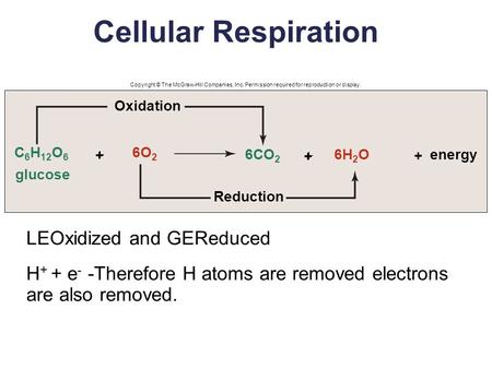 Cellular Respiration LEOxidized and GEReduced H + + e - -Therefore H atoms are removed electrons are also removed. Copyright © The McGraw-Hill Companies,