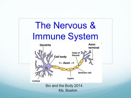 The Nervous & Immune System Bio and the Body 2014 Ms. Boehm.