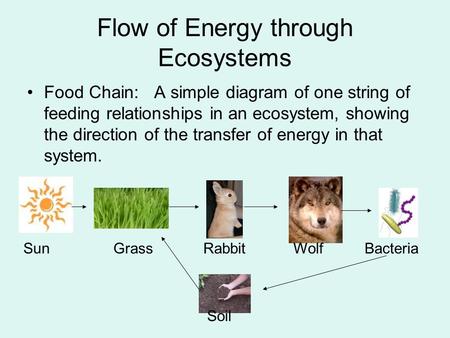 Flow of Energy through Ecosystems Food Chain: A simple diagram of one string of feeding relationships in an ecosystem, showing the direction of the transfer.