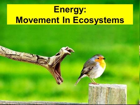 Energy: Movement In Ecosystems. Yellowstone Wolves Case Study.