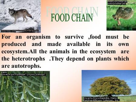 For an organism to survive,food must be produced and made available in its own ecosystem.All the animals in the ecosystem are the heterotrophs.They depend.