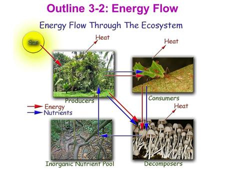 Outline 3-2: Energy Flow. I. Primary Productivity A. The rate at which organic material is produced by photosynthesis in an ecosystem. 1. Determines the.