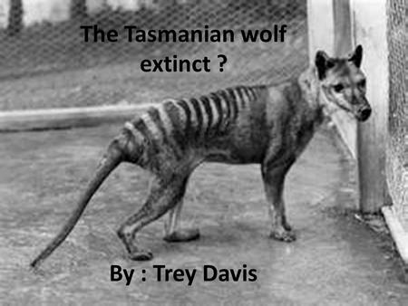 The Tasmanian wolf extinct ? By : Trey Davis. Life for the wolf The Tasmanian wolf lived in Australia, Tasmania and New Guinea It is one of the few marsupial.