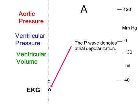 EKG Ventricular Pressure Aortic Pressure Ventricular Volume P 120 0 Mm Hg 130 40 ml A The P wave denotes atrial depolarization.