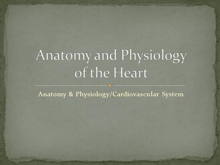 Anatomy & Physiology/Cardiovascular System. About the size of a an adult fist Hollow and cone shaped Weighs less than a pound Sits atop the diaphragm.