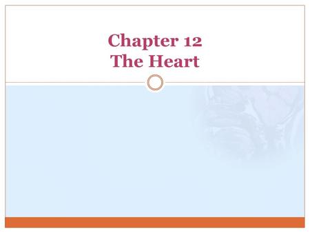 Chapter 12 The Heart.