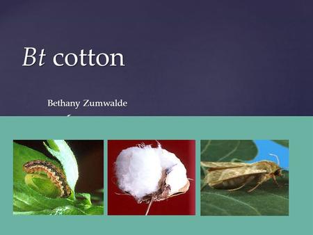 { Bt cotton Bethany Zumwalde.  What is Bt cotton?  How is it produced?  Advantages & limitations  Bt cotton study  Inheritance of an insecticidal.