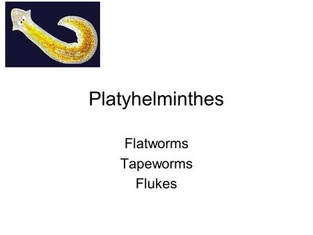 Platyhelminthes Flatworms Tapeworms Flukes. PHYLUM PLATYHELMINTHES Bilateral Triploblastic Acoelomate –Gastrovascular cavity Cephalization Ladder-like.