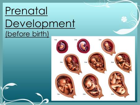 Prenatal Development (before birth). Prenatal Development The process of growth and development within the womb, in which a single-cell zygote (the cell.