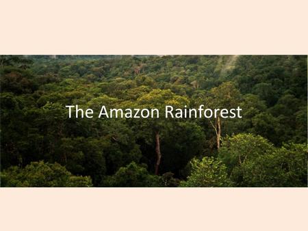 The Amazon Rainforest. Background Information The Amazon Rainforest or the Amazon jungle, is a moist broadleaf forest that covers most of South America.
