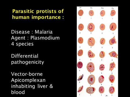 Parasitic protists of human importance : Disease : Malaria Agent : Plasmodium 4 species Differential pathogenicity Vector-borne Apicomplexan inhabiting.
