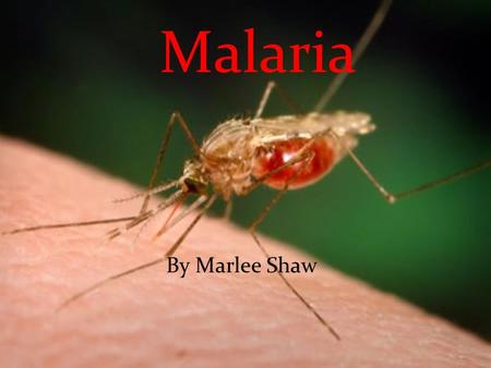 Malaria By Marlee Shaw. Vector born infectious vector born carried by mosquitoes Vector born infectious vector born carried by mosquitoes Carried by female.