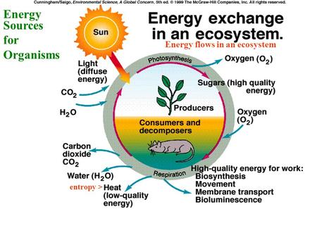Energy Sources for Organisms Energy flows in an ecosystem entropy >
