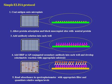 Simple ELISA protocol 1. Coat antigen onto microplate