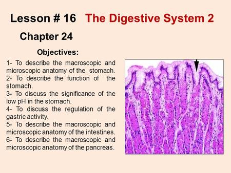 Lesson # 16 The Digestive System 2 Chapter 24 Objectives:
