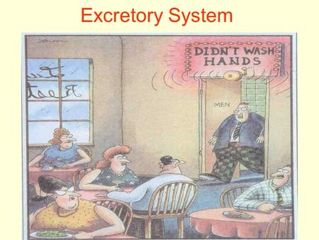 Excretory System. Urinary Tract Diagram Purpose of Excretory System The word excretion means the removal of waste substances from the body. Several organs.