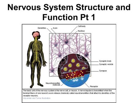 Nervous System Structure and Function Pt 1. Nervous System Function The nervous system controls and coordinates functions throughout the body, and responds.