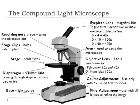 The Compound Light Microscope Eyepiece Lens – magnifies 10x To find total magnification multiple eyepiece x objective lens 10 x 4 = 40x 10 x 10 = 100x.