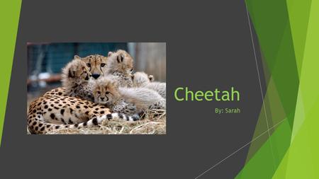 Cheetah By: Sarah. How Do They Look? Cheetahs look golden and have black spots with white stripes on their tails.