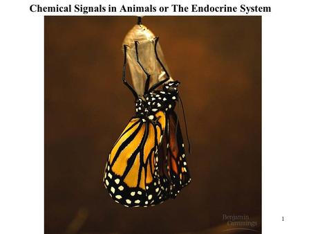 1 Chemical Signals in Animals or The Endocrine System.