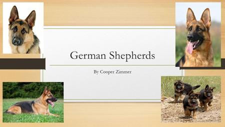German Shepherds By Cooper Zimmer Appearance They have long bodies, pointed ears, and long, bushy tails. Most adults weigh 75 to 85 pounds, and measure.
