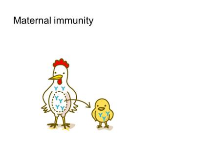 Maternal immunity. Acquired immunity Very small group ( < 20 birds??) Mortality may be high Natural selection (??)