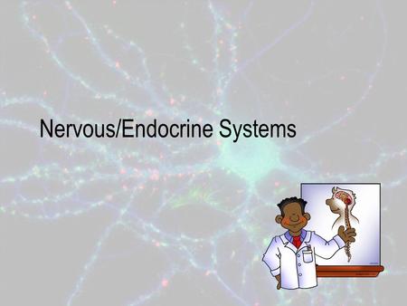 Nervous/Endocrine Systems. Function of the Nervous System Coordinates organ system activities to help maintain homeostasis. – Homeostasis is the body’s.