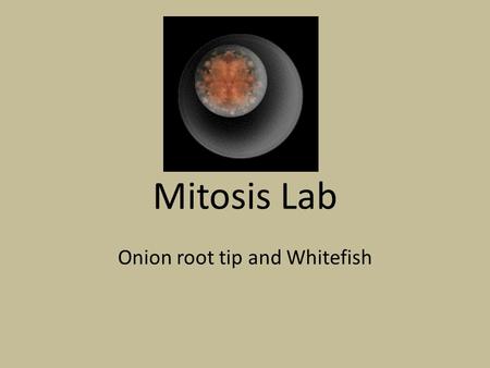 Onion root tip and Whitefish