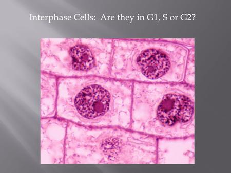 Interphase Cells:  Are they in G1, S or G2?