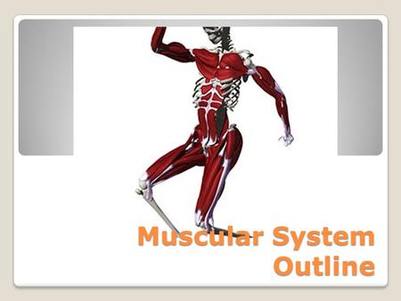 Muscular System Outline. 3 Types of Muscle Tissue 1. Skeletal – Voluntary; responsible for movement. 2. Smooth (Visceral) – Involuntary; movements of.