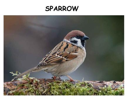 SPARROW. SNAIL HAMMER NAIL foreststreet Yes I would, if I could, I surely would.