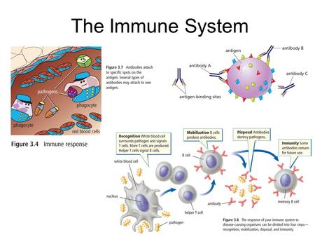 The Immune System. Infectious Disease Pathogens are disease-causing “invaders” Infectious diseases can be spread by contact with infected people, animals,