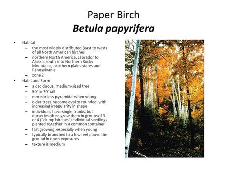 Paper Birch Betula papyrifera Habitat – the most widely distributed (east to west) of all North American birches – northern North America, Labrador to.