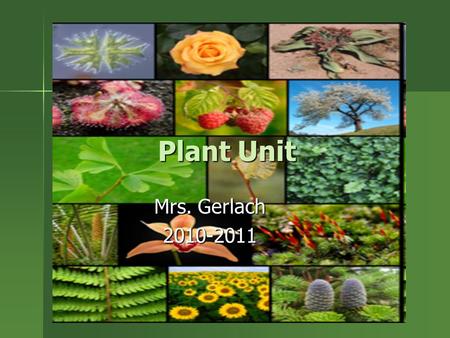Plant Unit Mrs. Gerlach 2010-2011.