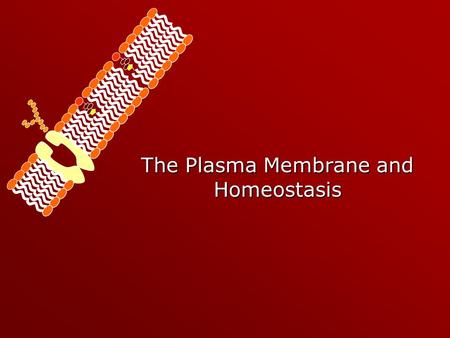 The Plasma Membrane and Homeostasis Homeostasis – Maintaining a Balance  Cells must keep the proper concentration of nutrients and water and eliminate.