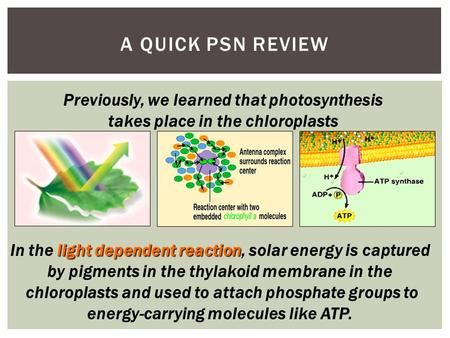 light dependent reaction In the light dependent reaction, solar energy is captured by pigments in the thylakoid membrane in the chloroplasts and used.