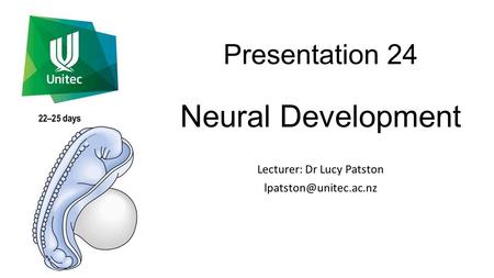 Presentation 24 Neural Development