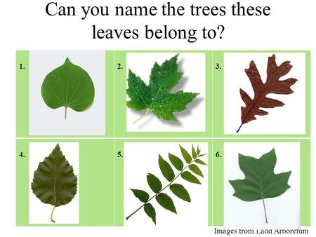 Can you name the trees these leaves belong to? 1.Redbud2.Maple3. White Oak 4. Silver Birch5. Black Walnut6. Tulip Poplar Images from Ladd Arboretum.