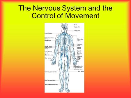The Nervous System and the Control of Movement