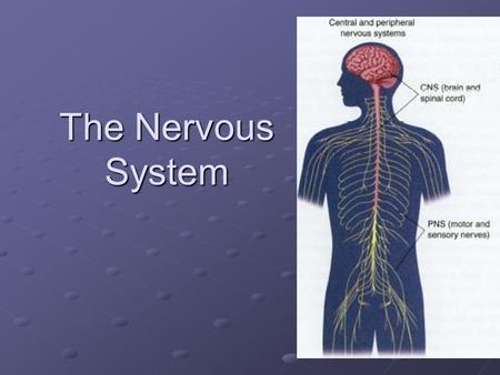 The Nervous System. Functions of the Nervous System the center of all thought, learning and memory.