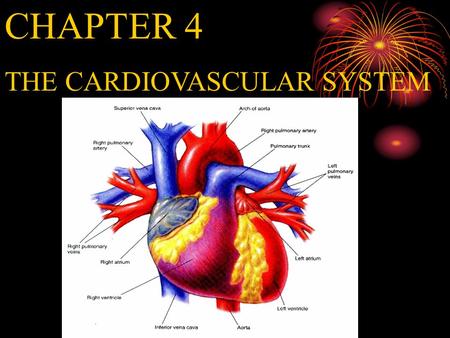 CHAPTER 4 THE CARDIOVASCULAR SYSTEM Weight of the heart 300g Work: 75/min, 10000 beats /day 35 million beats /year, 2.5 billion beats/life 70ml/beat,