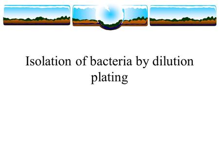 Isolation of bacteria by dilution plating