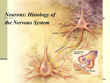 1 Copyright © 2007 Pearson Prentice Hall, Inc. Neurons: Histology of the Nervous System.