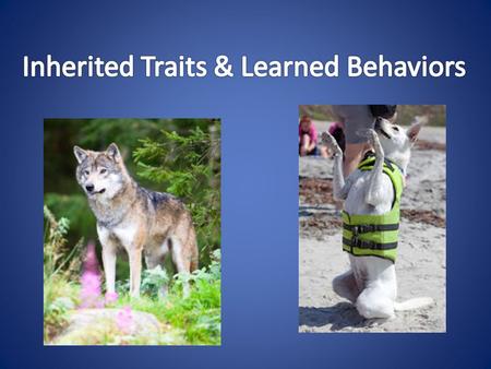 Traits passed from parent to offspring Natural instincts Born with these traits.