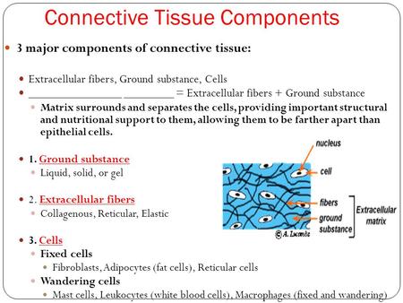 Connective Tissue Components 3 major components of connective tissue: Extracellular fibers, Ground substance, Cells _______________ ________ = Extracellular.