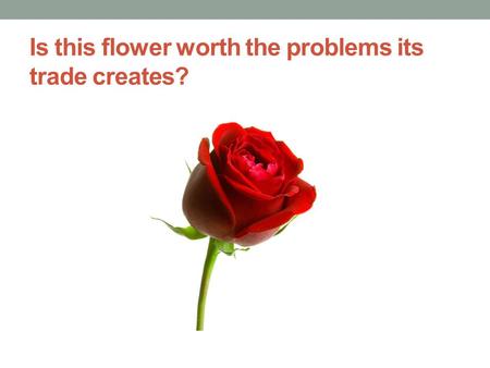 Is this flower worth the problems its trade creates?