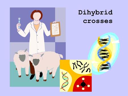 Dihybrid crosses.