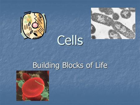 Cells Building Blocks of Life. Animal Cells Major Parts Cell Membrane- Surrounds the cell and directs material in and out of the cell Cell Membrane- Surrounds.