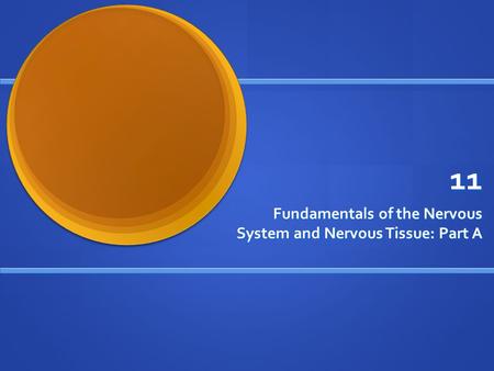 11 Fundamentals of the Nervous System and Nervous Tissue: Part A.